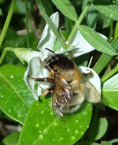 Anthophora sp.